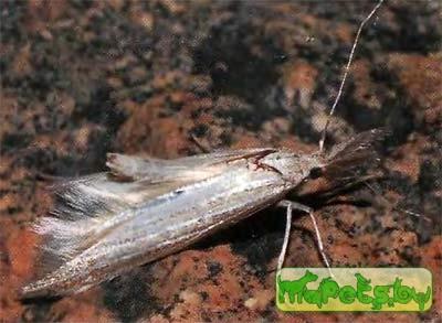 Megacraspedus attritellus