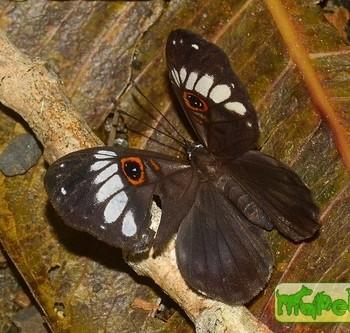 Teratophthalma maenades