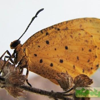 Pentila tropicalis