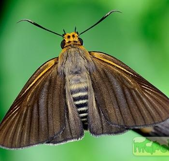 Bibasis gomata