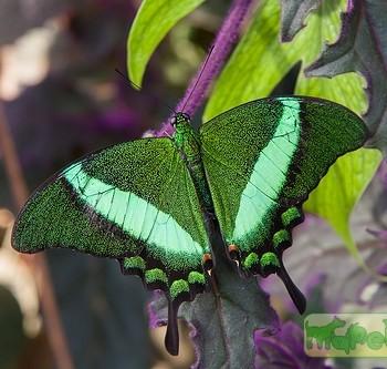 Papilio palinurus