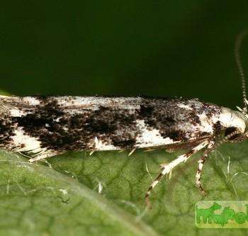 Caryocolum vicinella