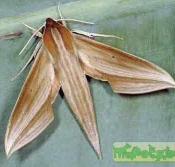Xylophanes neoptolemus