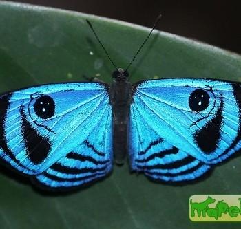 Semomesia capanea
