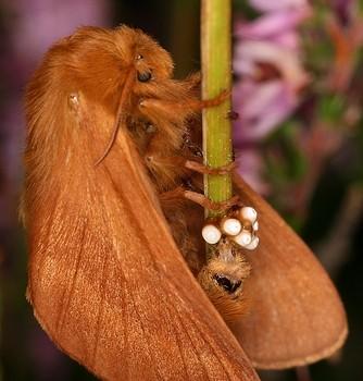 malacosoma alpicola