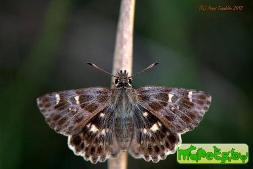 Carcharodus floccifera