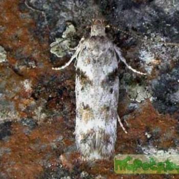 Caryocolum blandulella