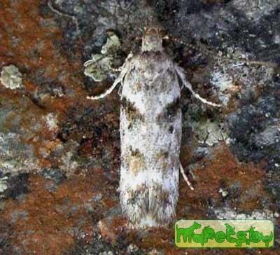 Caryocolum blandulella