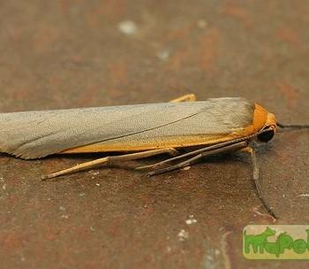 eilema sericea