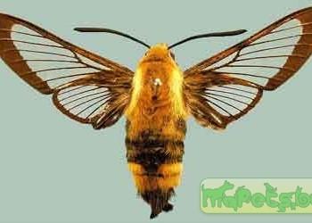 hemaris staudingeri