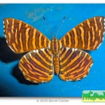 Hyphilaria thasus
