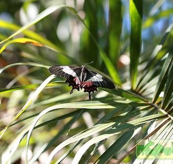 Parides ascanius