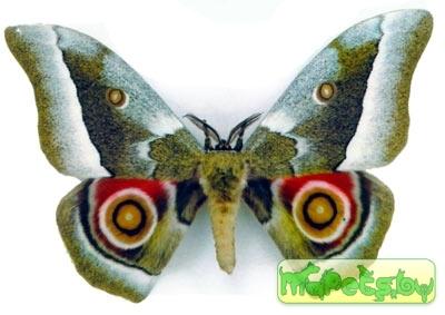 Gonimbrasia zambesina
