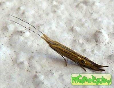 Goniodoma auroguttella