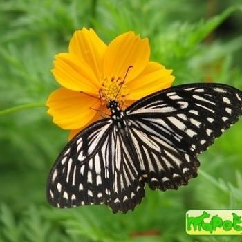 Papilio epycides