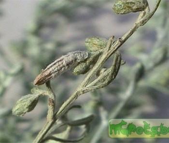 Coleophora artemisiella