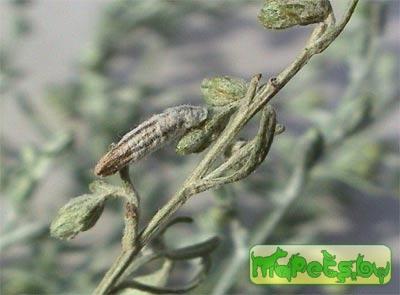 Coleophora artemisiella