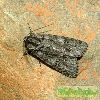 acronicta euphorbiae