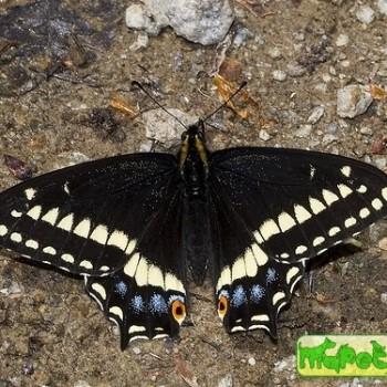Papilio indra