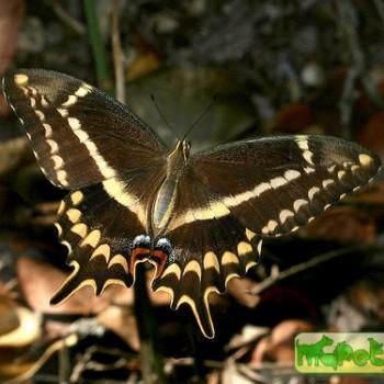 Papilio aristodemus