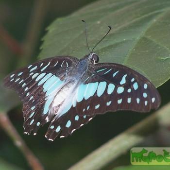 Graphium meyeri