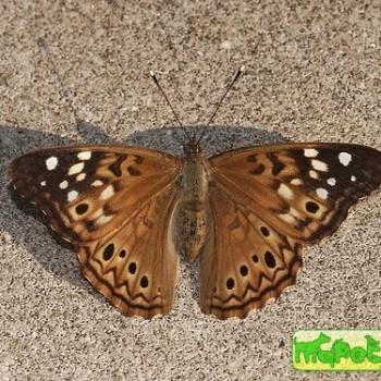 Asterocampa celtis