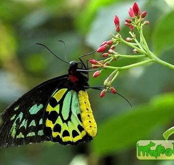 Ornithoptera richmondia