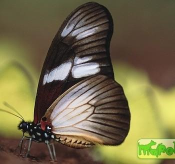 Graphium almansor
