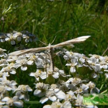 Pterophorus galactodactyla