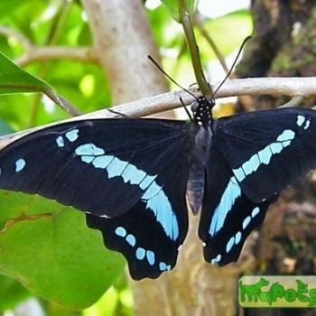 Papilio nireus