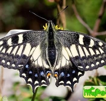 Papilio hospiton