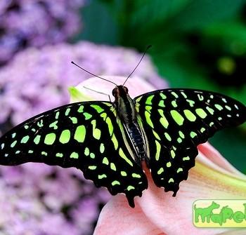 Graphium agamemnon