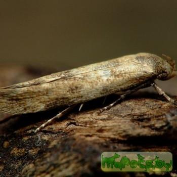 Mompha epilobiella