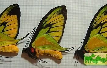 Ornithoptera arfakensis