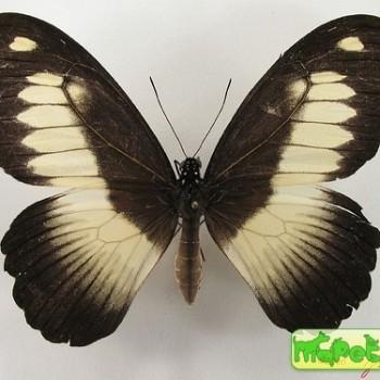 Papilio zenobia