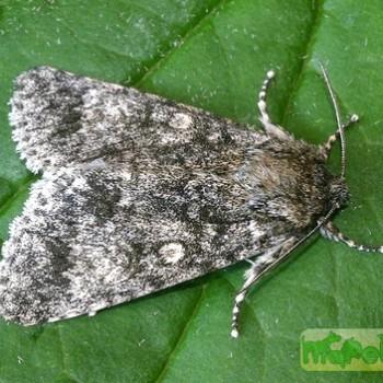 acronicta megacephala
