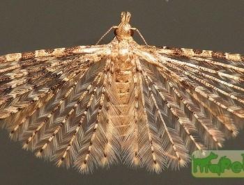 Alucita hexadactyla