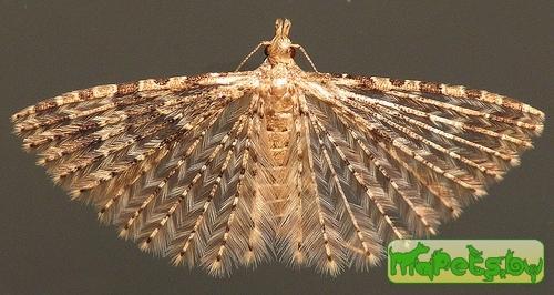 Alucita hexadactyla