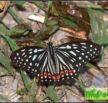 Hestina assimilis