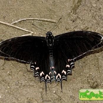 Mimoides thymbraeus