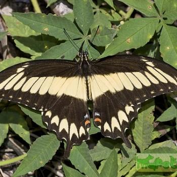 Papilio astyalus