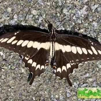 Papilio ornythion