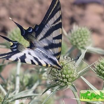 Iphiclides podalirinus