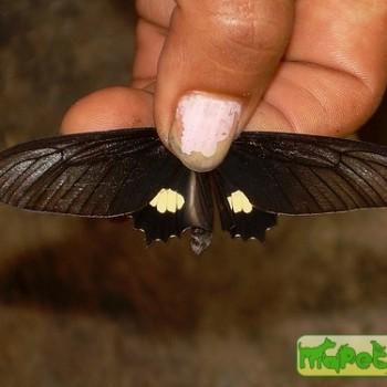Parides pizarro