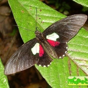 Parides aeneas