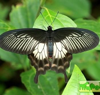 Pachliopta pandiyana