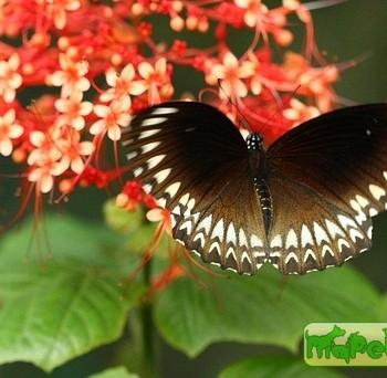 Papilio dravidarum