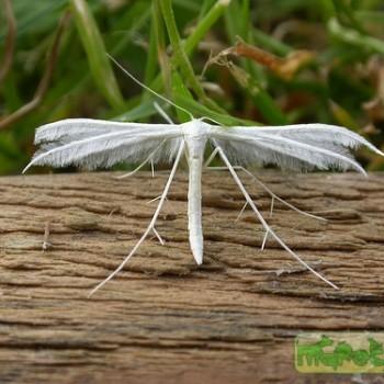 Pterophorus pentadactyla