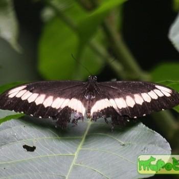 Papilio cyproeofila