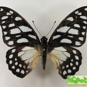 Graphium leonidas